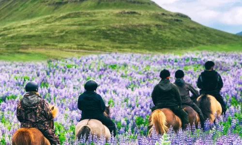 darjeeling tour package, darjeeling travel